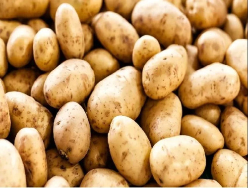 Fresh Potato - Cultivation Type: Common