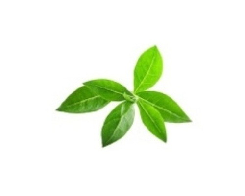 Henna Powder - 100% Henna Green Powder | Natural Herbal Easy To Use Chemical Free