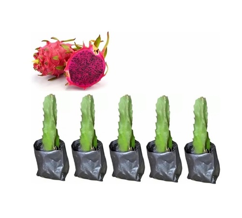 Dragon Fruit Plants