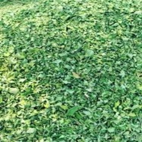 सूखे मोरिंगा के पत्ते