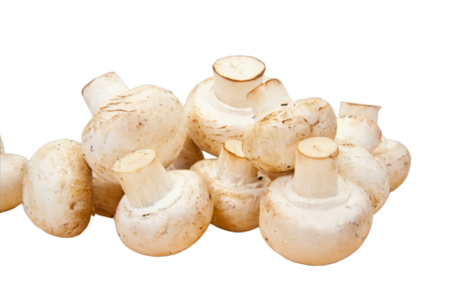 Button Mushroom - Color: White