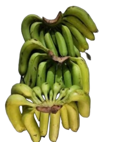 Cavendish Fresh Green Banana - Origin: Indian