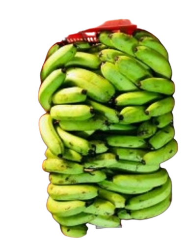 Cavendish Green Banana - Origin: Indian