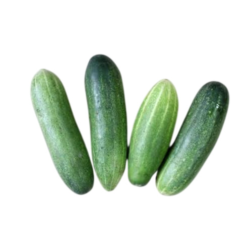 Pure Fresh Green Cucumber