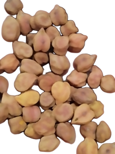 Black Chana - Color: Brown