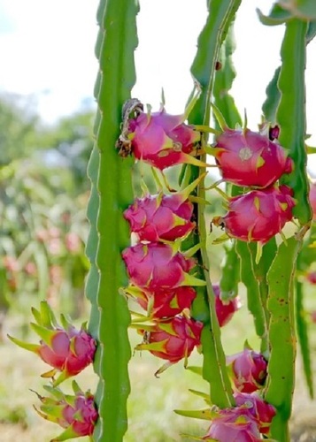 Super Red Dragon Plant