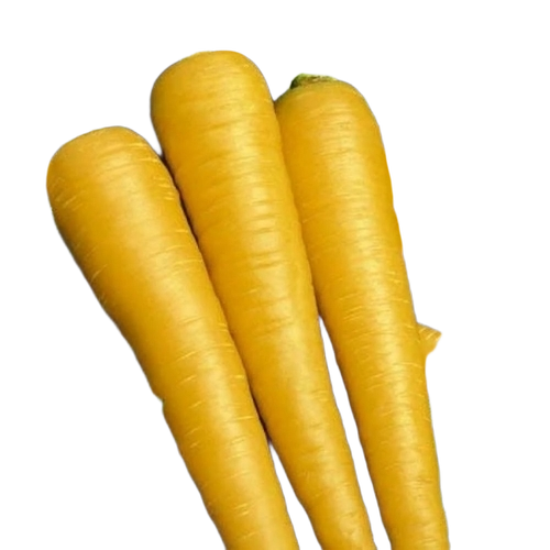 Yellow Carrot - Raw, Various Sizes, Seasoned | Long Shelf Life, Tested on Quality Standards