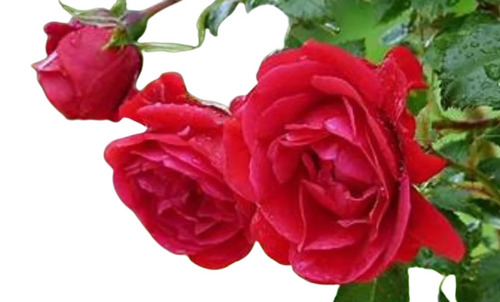 Fresh Red Rose
