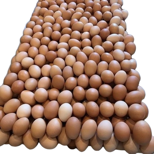 Fresh Eggs
