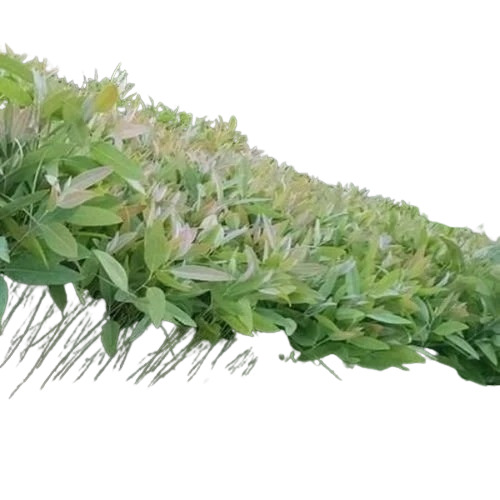 Eucalyptus Nilgari Plant