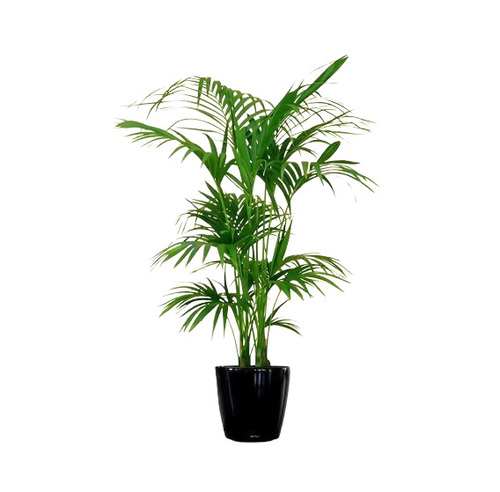 Areca Palm - Standard Size Green Stem, Naturally Cultivated | Resistant to Insects, Year-Round Yield