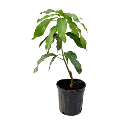 Mango Plant - Naturally Grown Green Stem, Standard Size | Insect Resistant, All-Season Fruit Production