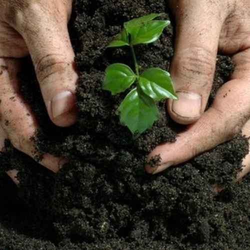 Crop Fertilizer
