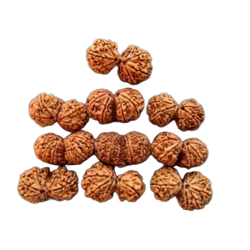 Gaurushankar Rudraksha - Brown, Round | Box Packaged, New Condition