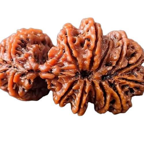 Gauri Shankar Rudraksha