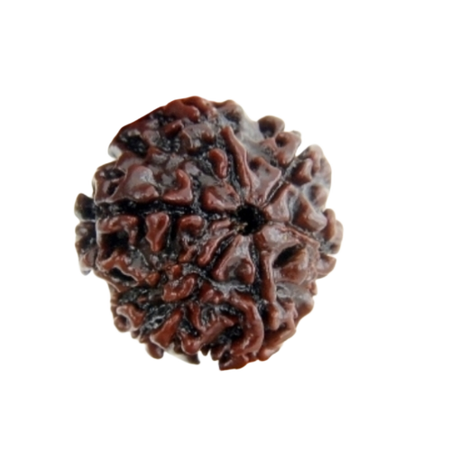 6 Mukhi Rudraksha