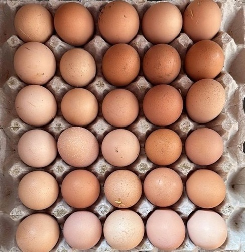 Brown Egg - Oval, Fine Finished, Durable | Fresh Standard Chicken Table Eggs, 1 Month Shelf Life