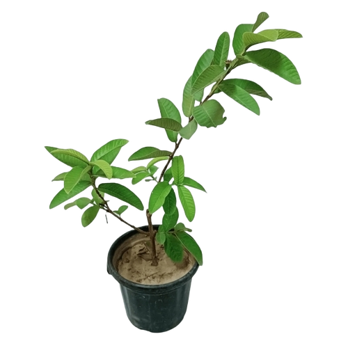 Guava Tree - Regular Size, 5 Years Shelf Life | Tropical Evergreen, Fast Growing, Drought Tolerant, Edible Fruits, Fragrant Flowers