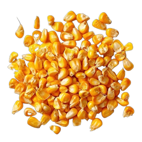 Maize 1