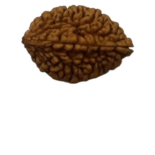 2 Mukhi Rudraksh - Rudraksh, Standard Size, Brown | Light Weight, Tested, Long Lasting Finish