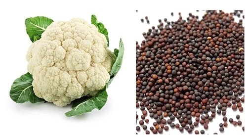 Syngenta Cauliflower Seed