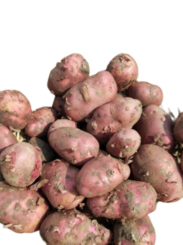 Red Potato