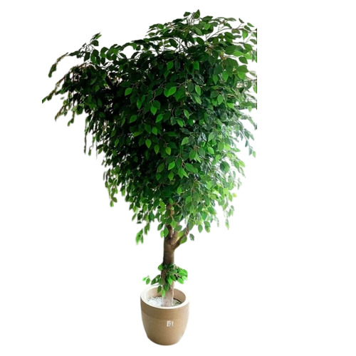 Green Ficus Tree - Feature: Easy To Clean
