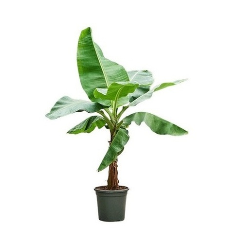 Banana Plants - Standard Size Green Stem, Naturally Grown, Disease Free, Insect Resistant