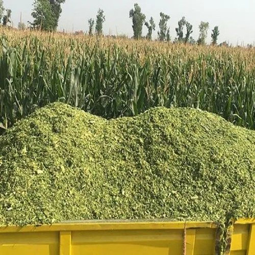 Corn Fodder Silage - Whole Corn Plant Green 60-70% Moisture | Nutritious Energy Feed Soft Fibrous Texture Supports Ruminant Digestion