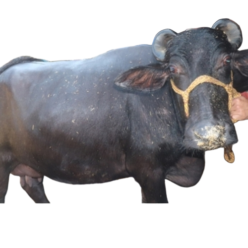 Black High Milk Murrah Buffalo