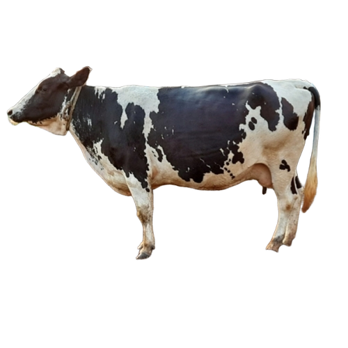 Hf Dairy Cow