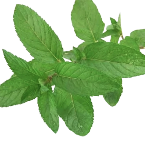 Mint Leaves