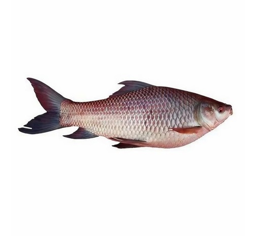 Rohu Fish