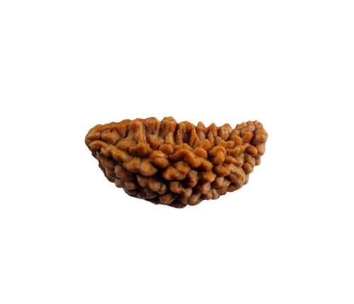 1 Mukhi Rudraksha