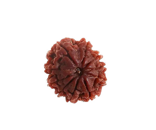 10 Mukhi Rudraksha