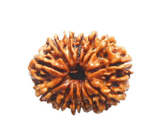 Rudraksha