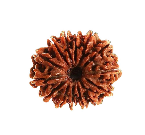 14 Mukhi Rudraksha