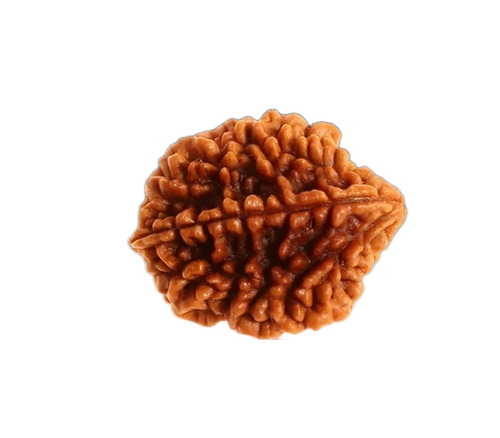 2 Mukhi Rudraksha