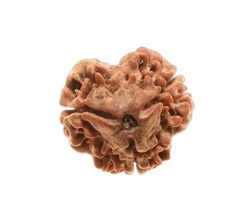 3 Mukhi Rudraksha