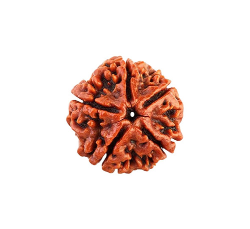 5 Mukhi Rudraksha