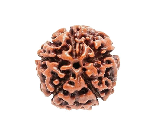 7 Mukhi Rudraksha