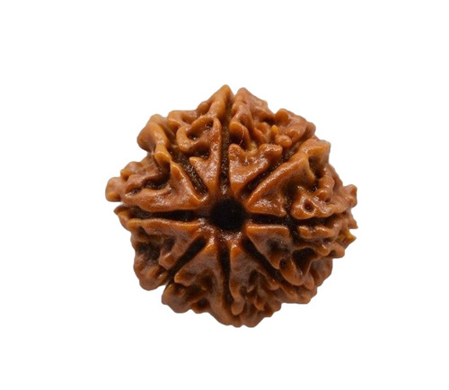 8 Mukhi Rudraksha