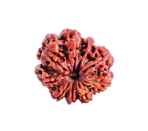 9 Mukhi Rudraksha