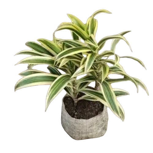 Garden Plant - Organic Green Leaves, Natural, Easy to Grow, Hygienically Cultivated