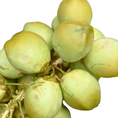 Bangalore Coconut