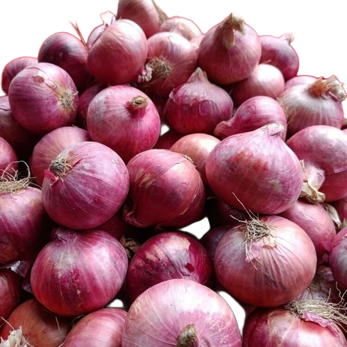 Fresh Onion