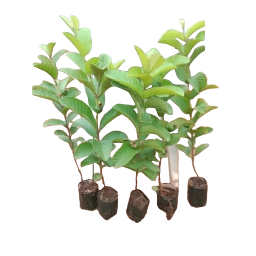 Guava Plants
