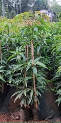 Mango Plant
