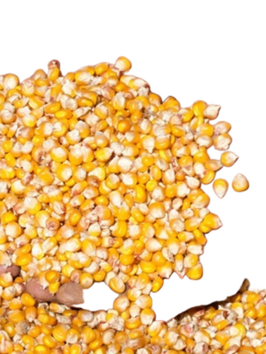 Raw Maize - Yellow, Common Cultivation, 99% Purity, Fresh Style | High Carbohydrate, Natural, Food Processing, Animal Feed