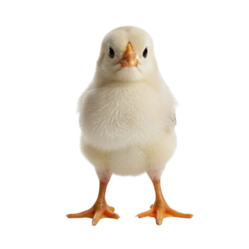 Poultry Farm Chicks